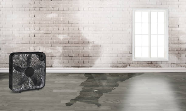 Best Carpet water damage restoration  in Kula, HI