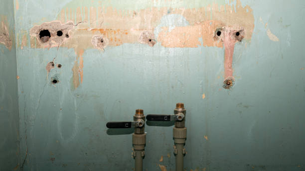Best Mold removal after water damage  in Kula, HI